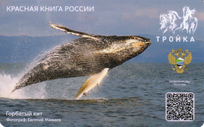 Карта Тройка 2023 V. Красная книга России. Горбатый кит.